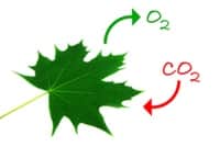 Photosynthesis Leaf CO2 + O2