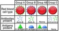 Genetics Blood Type