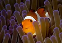 Clown Fish