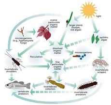 Food Web Ecology