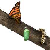 Butterfly's Life Cycle