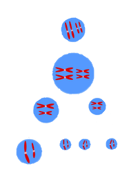 Meiosis 1 and Meiosis 2