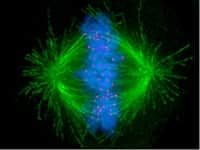 Metaphase of the Cell Cycle