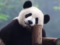 Panda Resting