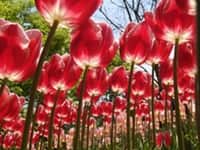 Tulip Flowers